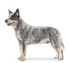 Australian Cattle Dog Puppies for sale