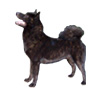 Kai Ken Puppies for sale
