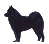 Eurasier Puppies for sale