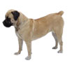 Boerboel Puppies for sale