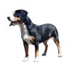Entlebucher Mountain Dog Puppies for sale