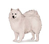 American Eskimo Dog Puppies for sale