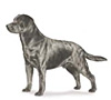 Labrador Retriever Puppies for sale