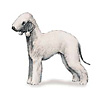 Bedlington Terrier Puppies for sale
