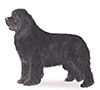 Newfoundland Puppies for sale