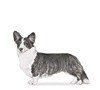 Cardigan Welsh Corgi Puppies for sale