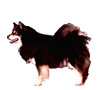 Finnish Spitz Puppies for sale