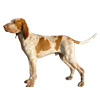 Bracco Italiano Puppies for sale
