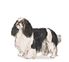 English Toy Spaniel Puppies for sale