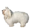 Coton de Tulear Puppies for sale