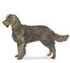 American Water Spaniel Puppies for sale