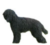 Barbet Puppies for sale