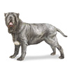 Neapolitan Mastiff Puppies for sale