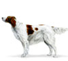 Irish Red and White Setter Puppies for sale