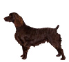 Boykin Spaniel Puppies for sale