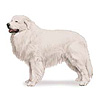 Great Pyrenees Puppies for sale