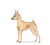 Miniature Pinscher Puppies for sale