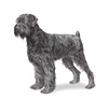 Black Russian Terrier Puppies for sale