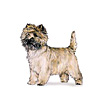 Cairn Terrier Puppies for sale