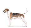 American Foxhound Puppies for sale