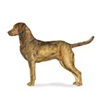 Chesapeake Bay Retriever Puppies for sale