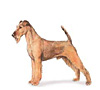 Irish Terrier Puppies for sale