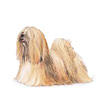 Lhasa Apso Puppies for sale