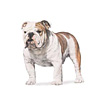Bulldog Puppies for sale