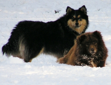 Finnish Lapphund Puppies for sale