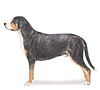 Greater Swiss Mountain Dog Puppies for sale