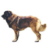 Estrela Mountain Dog Puppies for sale