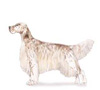 English Setter Puppies for sale