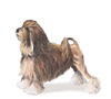 Lowchen Puppies for sale