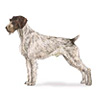 German Wirehaired Pointer Puppies for sale