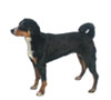 Appenzeller Sennenhunde Puppies for sale