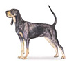 Black and Tan Coonhound Puppies for sale