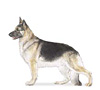 German Shepherd Dog Puppies for sale