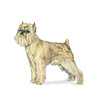 Brussels Griffon Puppies for sale