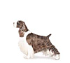 English Springer Spaniel Puppies for sale