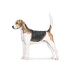 English Foxhound Puppies for sale