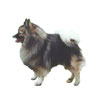 German Spitz Puppies for sale