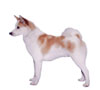 Norrbottenspets Puppies for sale