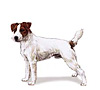 Jack Russell Terrier Puppies for sale
