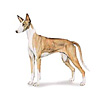 Ibizan Hound Puppies for sale