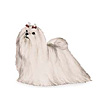 Maltese Puppies for sale