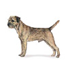 Border Terrier Puppies for sale