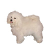 Bolognese Puppies for sale
