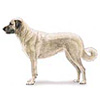 Anatolian Shepherd Dog Puppies for sale