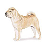 Chinese Shar-Pei Puppies for sale