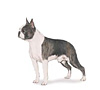 Boston Terrier Puppies for sale